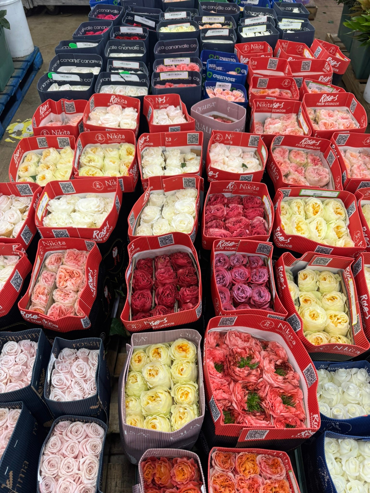 fresh roses ready for bouquet preparation